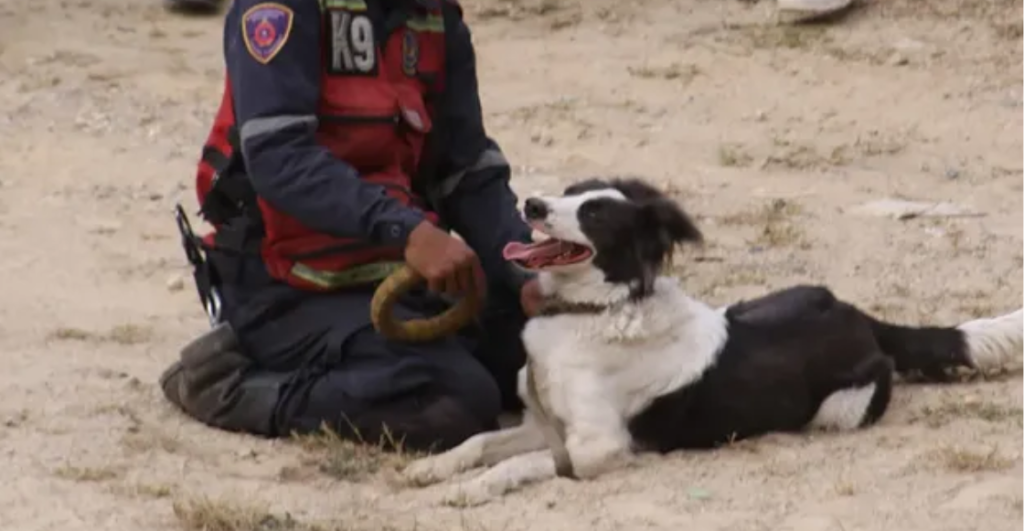 El trabajo de Tsunami muestra el valor de los binomios caninos.png